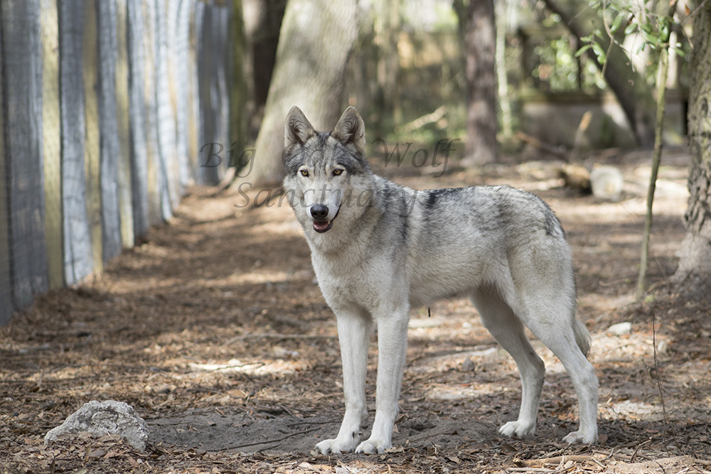 Adina | Big Oak Wolf Sanctuary
