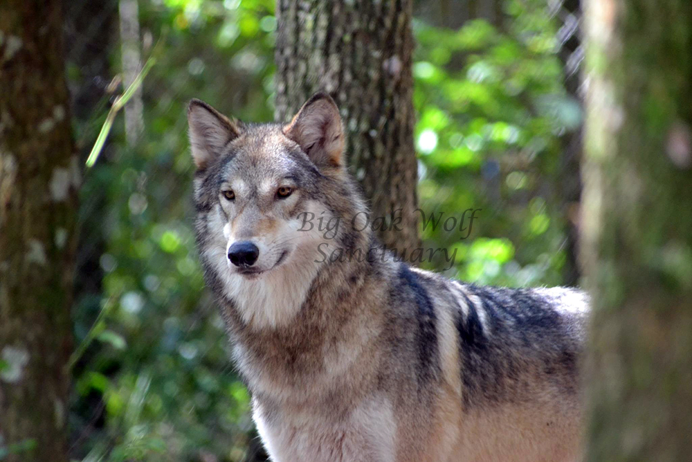 Glory | Big Oak Wolf Sanctuary