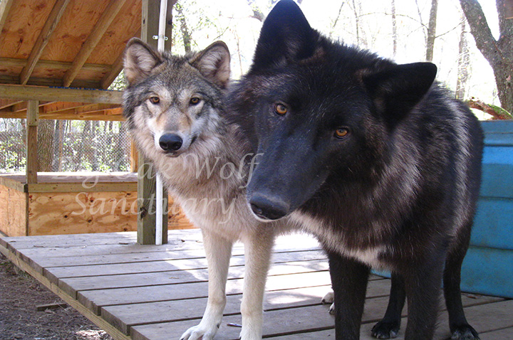 Wolf Dogs